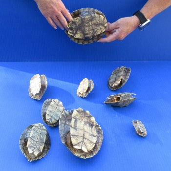Nine piece Map Turtle Shells - 2-1/4 to 6-1/2 inches 