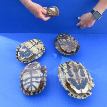 Five piece 3" to 8" B-Grade Red Eared Slider Turtle Shells