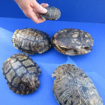Five piece 3" to 8" B-Grade Red Eared Slider Turtle Shells