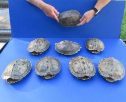Eight piece Map Tur...
