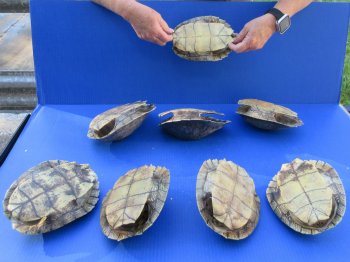 Eight piece Map Turtle Shells - 7 to 7-3/4 inches 