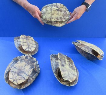 Five piece Map Turtle Shells - 8 to 8-1/4 inches 