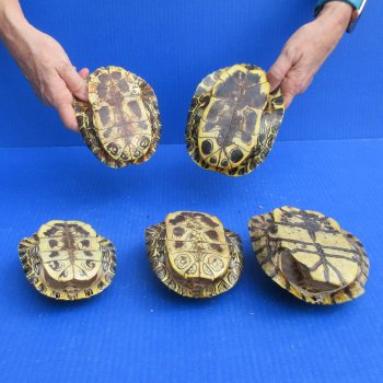 Five piece 5" to 5-3/4" Red Eared Slider Turtle Shells