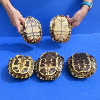 Five piece 6" to 6-3/4" Red Eared Slider Turtle Shells