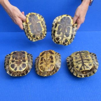 Five piece 6" to 6-3/4" Red Eared Slider Turtle Shells