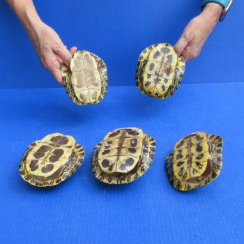 Five piece 5" to 5-3/4" Red Eared Slider Turtle Shells