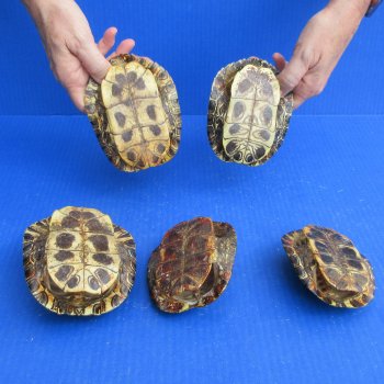 Five piece 4" to 4-3/4" Red Eared Slider Turtle Shells