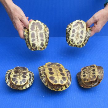 Five piece 4" to 4-3/4" Red Eared Slider Turtle Shells