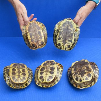 Five piece 5" to 5-3/4" Red Eared Slider Turtle Shells