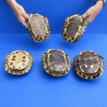 Five piece 6" to 6-3/4" Red Eared Slider Turtle Shells