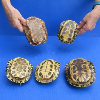 Five piece 5" to 5-3/4" Red Eared Slider Turtle Shells