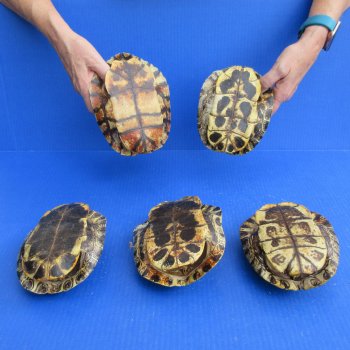 Five piece 6" to 6-3/4" Red Eared Slider Turtle Shells