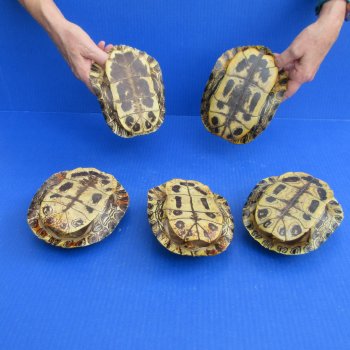 Five piece 6" to 6-3/4" Red Eared Slider Turtle Shells