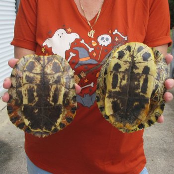 Two piece 6" to 6-3/4" Red Eared Slider Turtle Shells