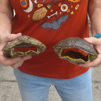Two piece 6" to 6-3/4" Red Eared Slider Turtle Shells