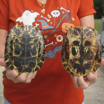 Two piece 6" to 6-3/4" Red Eared Slider Turtle Shells