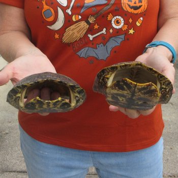 Two piece 6" to 6-3/4" Red Eared Slider Turtle Shells