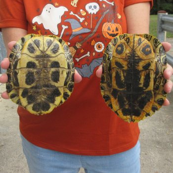 Two piece 6" to 6-3/4" Red Eared Slider Turtle Shells
