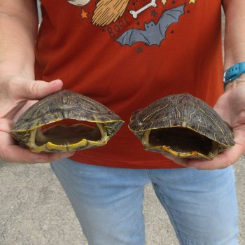 Two piece 6" to 6-3/4" Red Eared Slider Turtle Shells