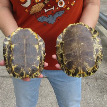 Two piece 7" to 7-3/4" Red Eared Slider Turtle Shells