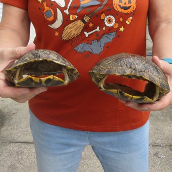 Two piece 7" to 7-3/4" Red Eared Slider Turtle Shells