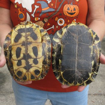 Two piece 7" to 7-3/4" Red Eared Slider Turtle Shells