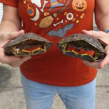 Two piece 7" to 7-3/4" Red Eared Slider Turtle Shells