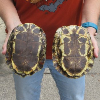 Two piece 7" to 7-3/4" Red Eared Slider Turtle Shells