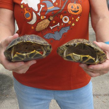Two piece 7" to 7-3/4" Red Eared Slider Turtle Shells