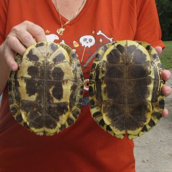 Two piece 7" to 7-3/4" Red Eared Slider Turtle Shells