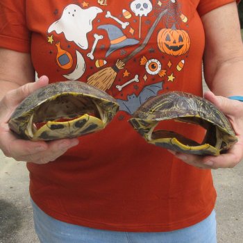 Two piece 7" to 7-3/4" Red Eared Slider Turtle Shells