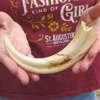 B-Grade 9" Ivory Tusk from African Warthog