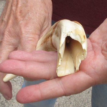 B-Grade 9" Ivory Tusk from African Warthog