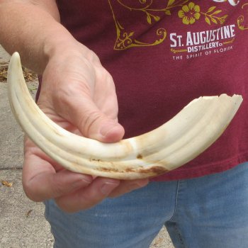 B-Grade 9" Ivory Tusk from African Warthog