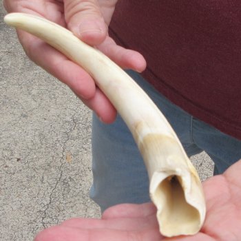 B-Grade 9" Ivory Tusk from African Warthog
