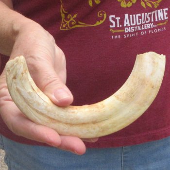 B-Grade 9" Ivory Tusk from African Warthog