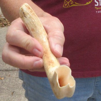 B-Grade 9" Ivory Tusk from African Warthog