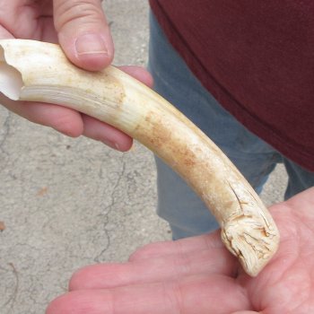 B-Grade 9" Ivory Tusk from African Warthog