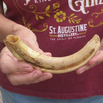 B-Grade 9" Ivory Tusk from African Warthog