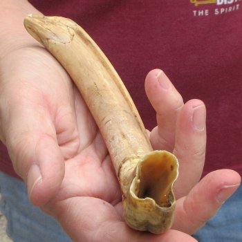 B-Grade 9" Ivory Tusk from African Warthog