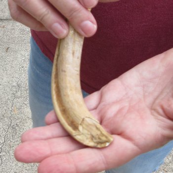 B-Grade 9" Ivory Tusk from African Warthog