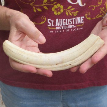 B-Grade 9" Ivory Tusk from African Warthog