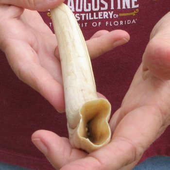 B-Grade 9" Ivory Tusk from African Warthog