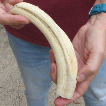 B-Grade 9" Ivory Tusk from African Warthog