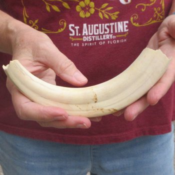 B-Grade 9" Ivory Tusk from African Warthog