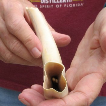 B-Grade 9" Ivory Tusk from African Warthog