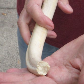 B-Grade 9" Ivory Tusk from African Warthog