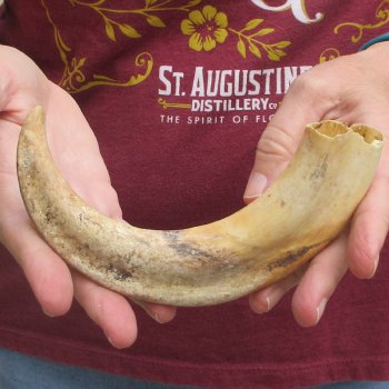 B-Grade 9" Ivory Tusk from African Warthog