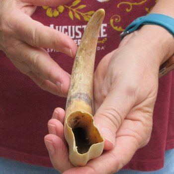 B-Grade 9" Ivory Tusk from African Warthog