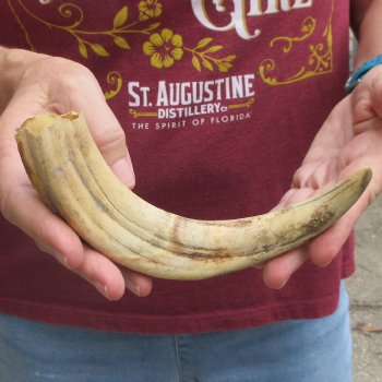 B-Grade 9" Ivory Tusk from African Warthog